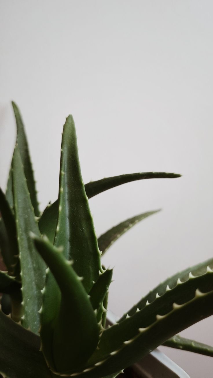 Aloe Vera: The Quiet Healer for Skin, Gut, and Calm